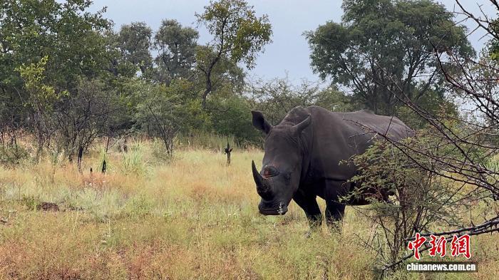 南非修订犀牛保护条例 统筹种群保护
