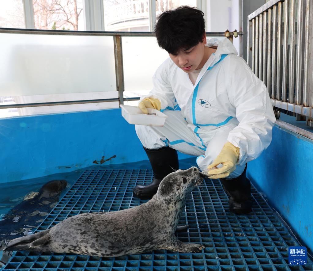 保护救助、人工繁育 我国放归5头西太平洋斑海豹