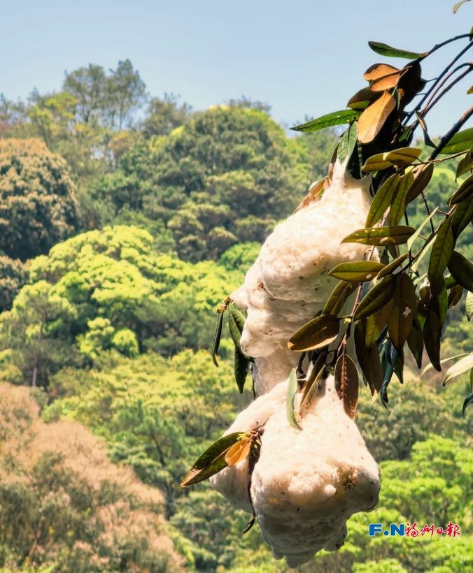 神奇！福州树上惊现“泡沫棉花糖”！真相竟是蛙卵