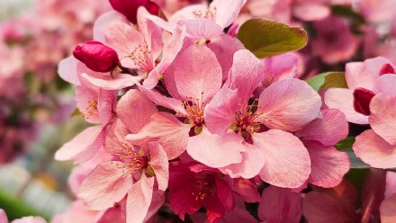 粉粉嫩嫩！北京大片海棠花盛放好浪漫