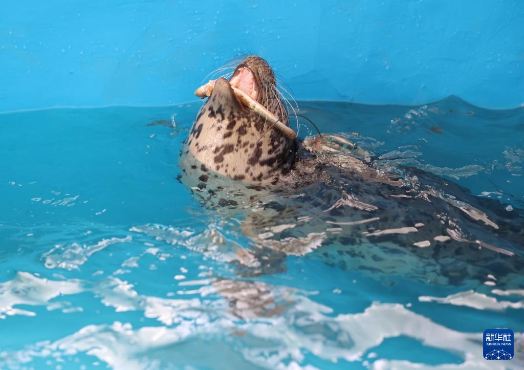 保护救助、人工繁育 我国放归5头西太平洋斑海豹