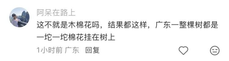 神奇！福州树上惊现“泡沫棉花糖”！真相竟是蛙卵