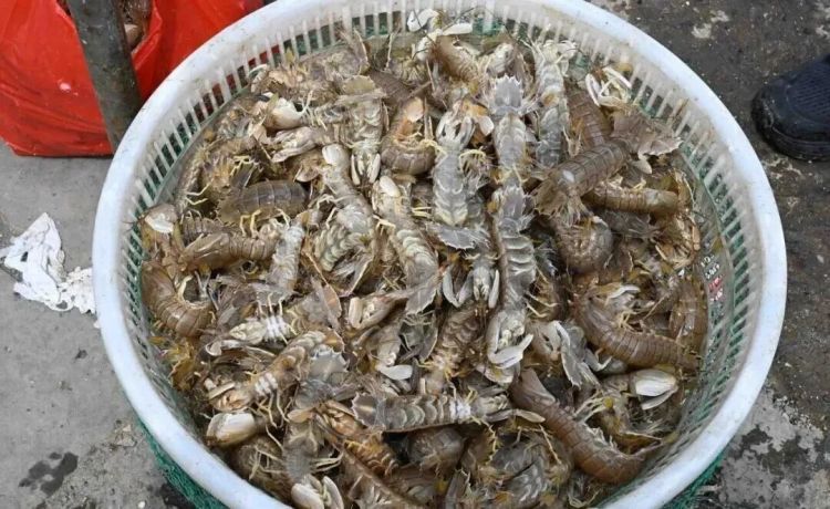 每斤30-40元，青岛这里一船能捕1000多斤！上岸就被抢购，市民：再不吃就来不及了……