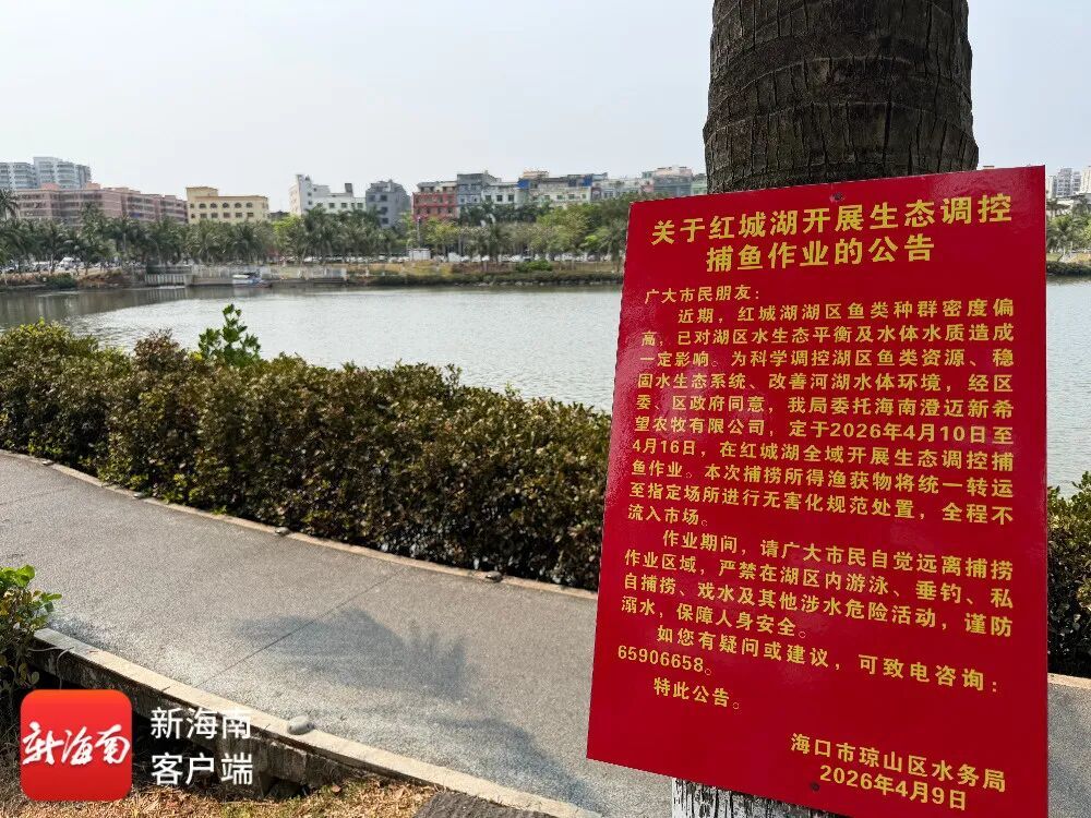 海口红城湖开展捕鱼作业！鱼能吃吗？可以钓鱼吗？回应→