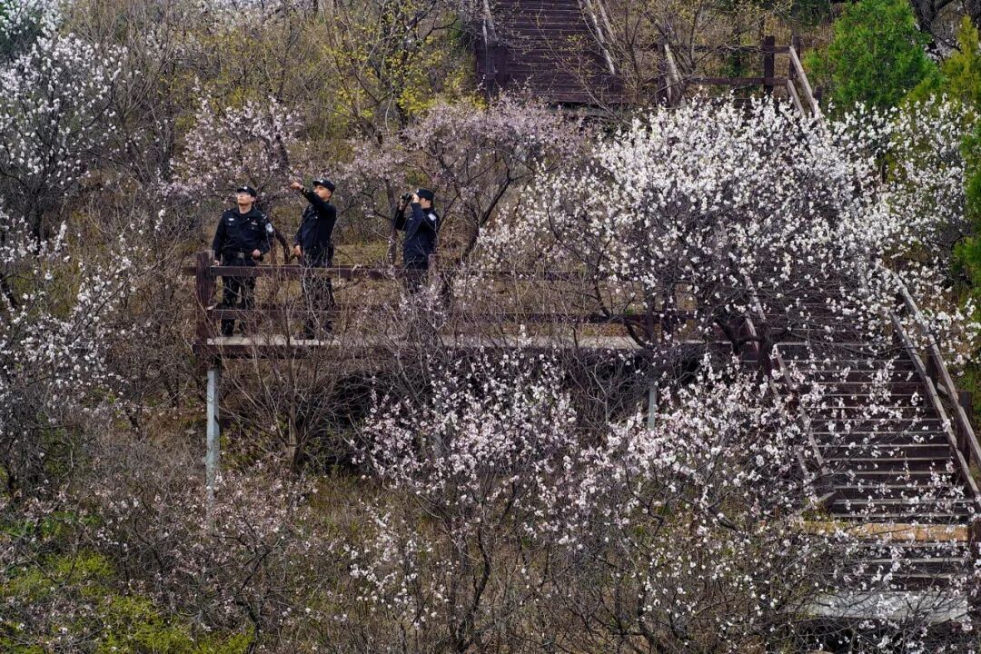 北京警方全力护航候鸟迁徙 筑牢首都生态安全屏障