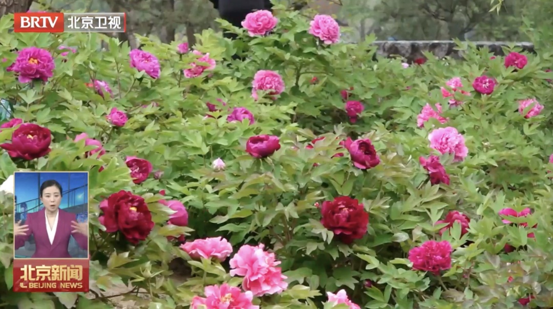 不止北影节！北京四月藏着“光影+书香+花海”的宝藏玩儿法——