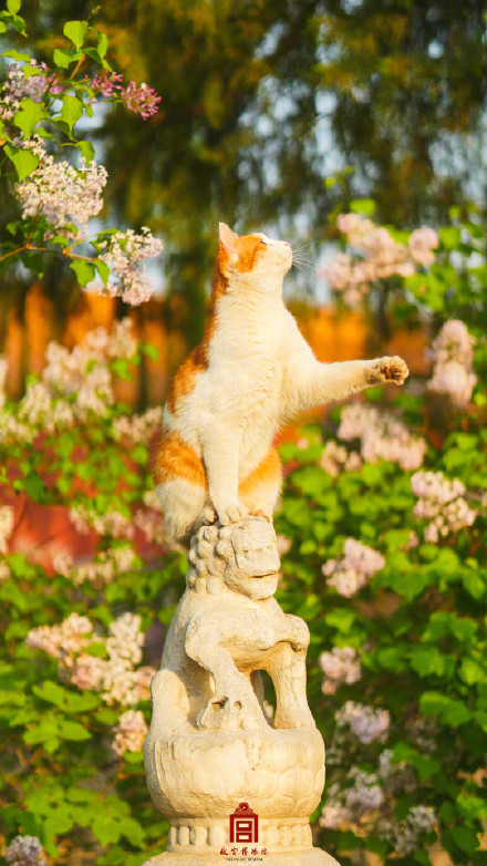 周末开启前，来转转故宫花猫壁纸