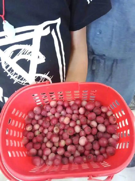 “粉色蓝莓”一颗难求，炒至400元/斤？专家：没那么神 10多年前就已引入