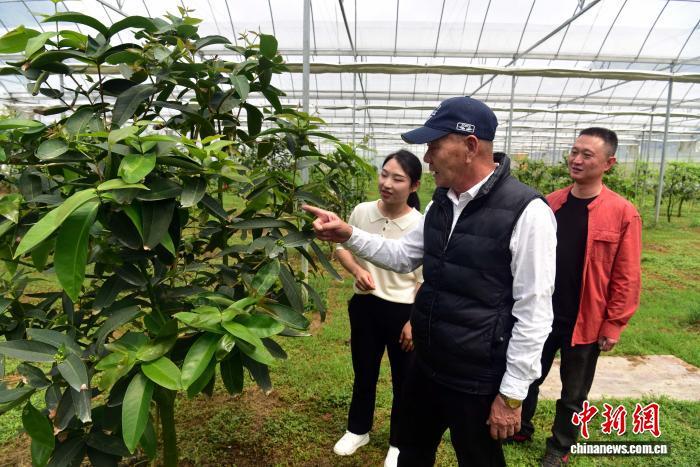 福建邵武台创园春耕见闻：热带水果“安家” 台青匠心“炒茶”