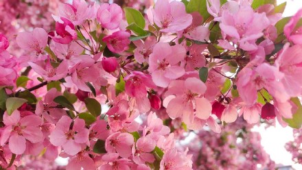 粉粉嫩嫩！北京大片海棠花盛放好浪漫