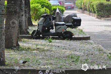 四月“雪”！2026杨柳絮盛飞预警 来了 &nbsp;京津冀即将全面进入杨柳絮盛飞期