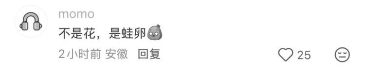 神奇！福州树上惊现“泡沫棉花糖”！真相竟是蛙卵