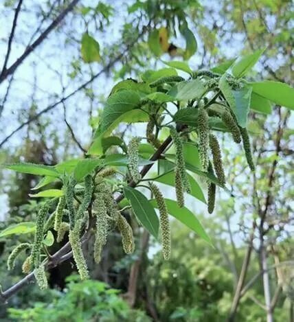 就吃了几口树上野菜，常州一市民差点休克！