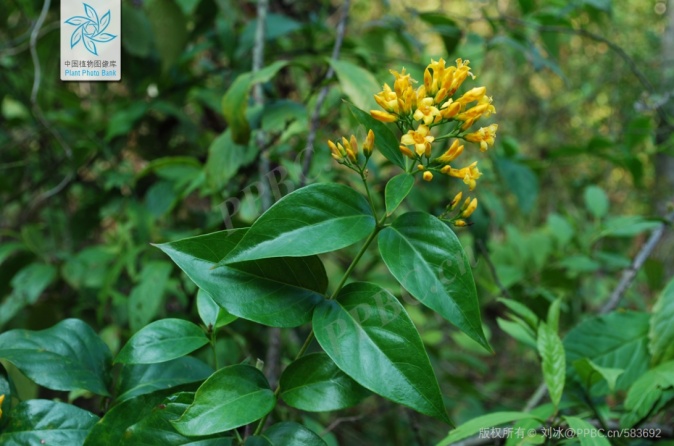 “莫氏鸡煲”走红，一地卫健局紧急提醒→