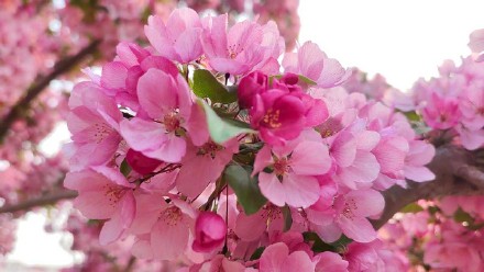 粉粉嫩嫩！北京大片海棠花盛放好浪漫