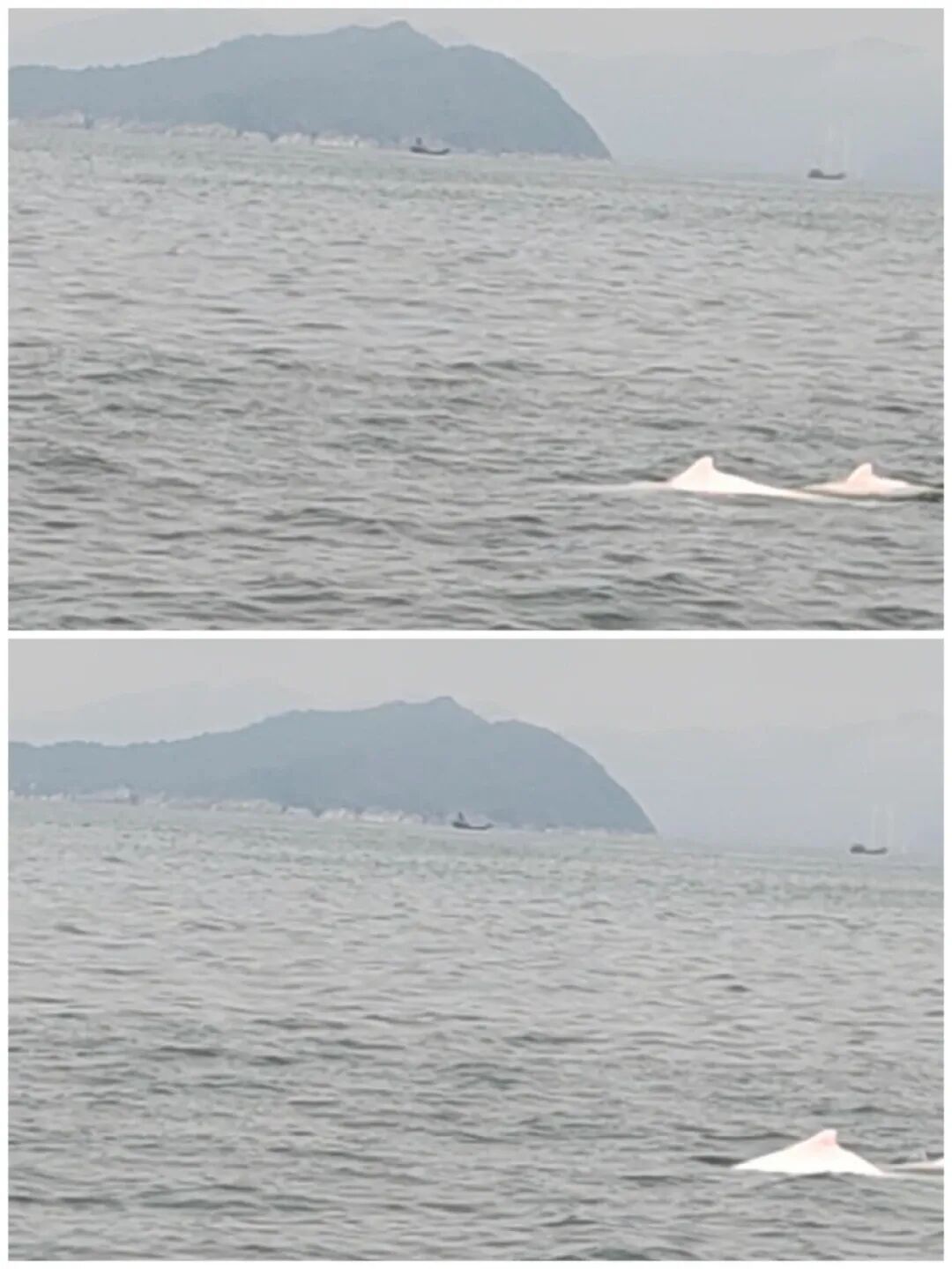 深圳一海域现粉色海豚！已有多人偶遇