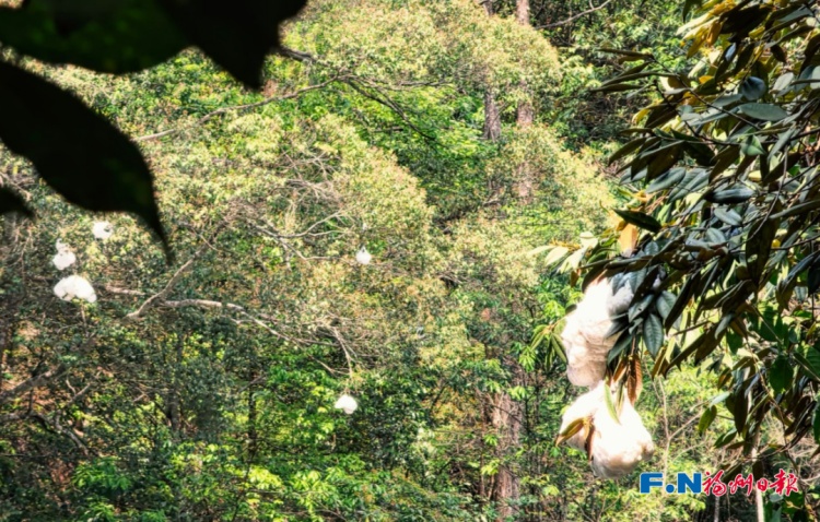 神奇！福州树上惊现“泡沫棉花糖”！真相竟是蛙卵