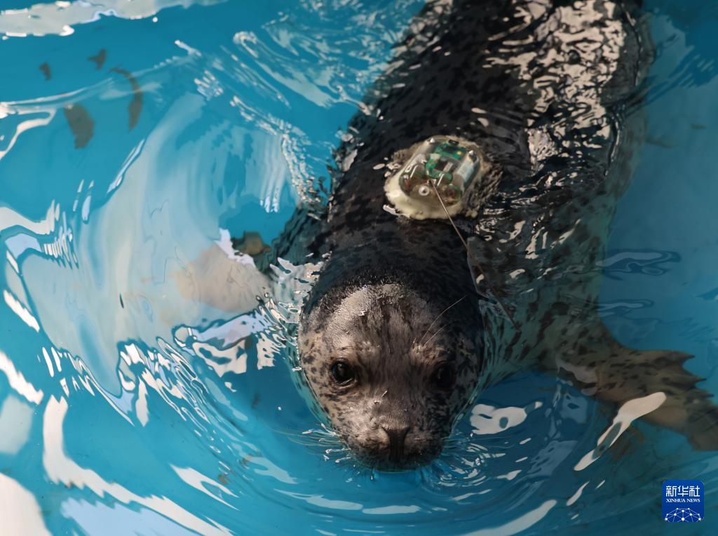保护救助、人工繁育 我国放归5头西太平洋斑海豹