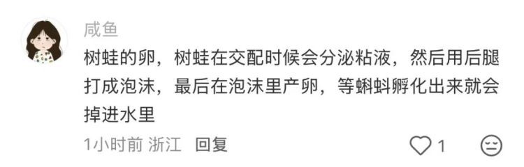 神奇！福州树上惊现“泡沫棉花糖”！真相竟是蛙卵