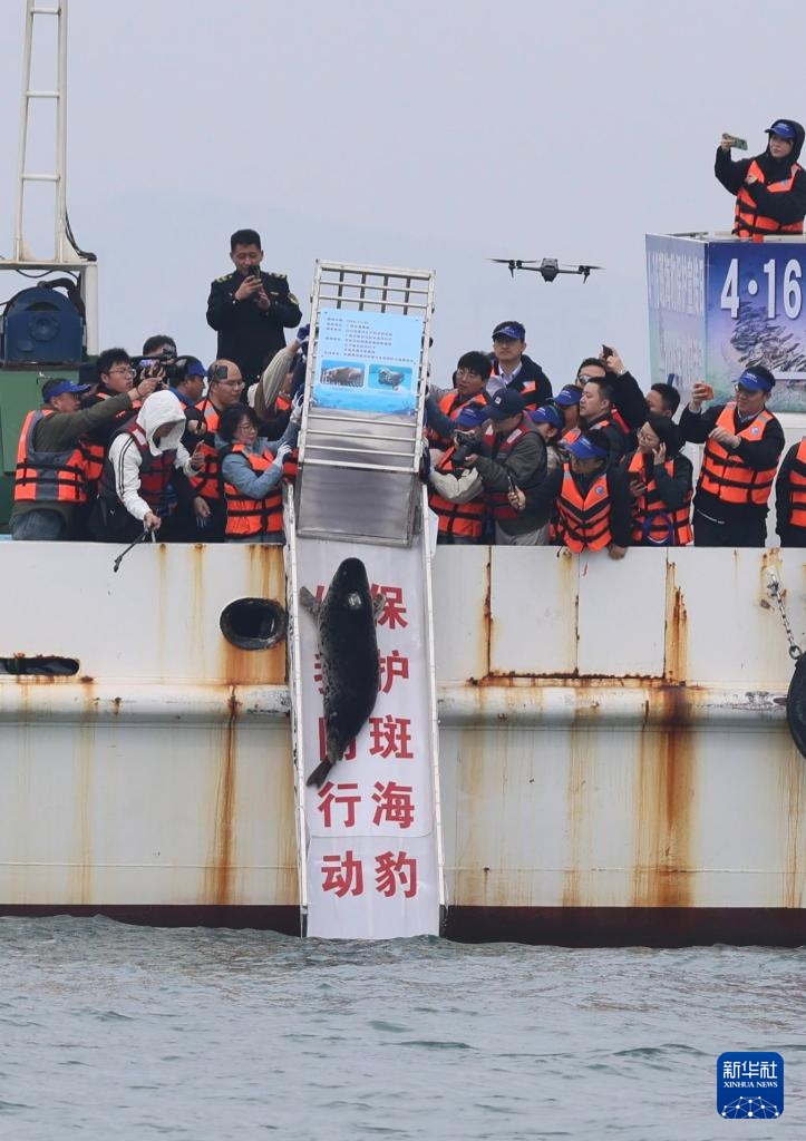 保护救助、人工繁育 我国放归5头西太平洋斑海豹