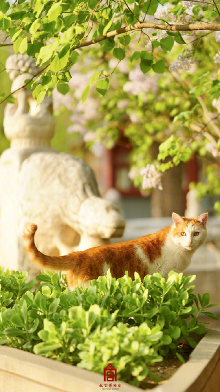 周末开启前，来转转故宫花猫壁纸