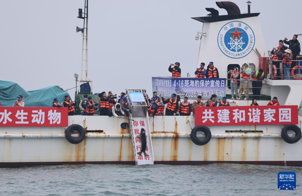 保护救助、人工繁育 我国放归5头西太平洋斑海豹