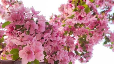 粉粉嫩嫩！北京大片海棠花盛放好浪漫