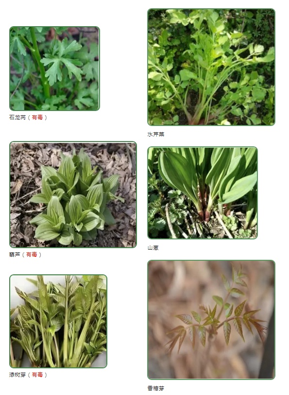 就吃了几口树上野菜，常州一市民差点休克！