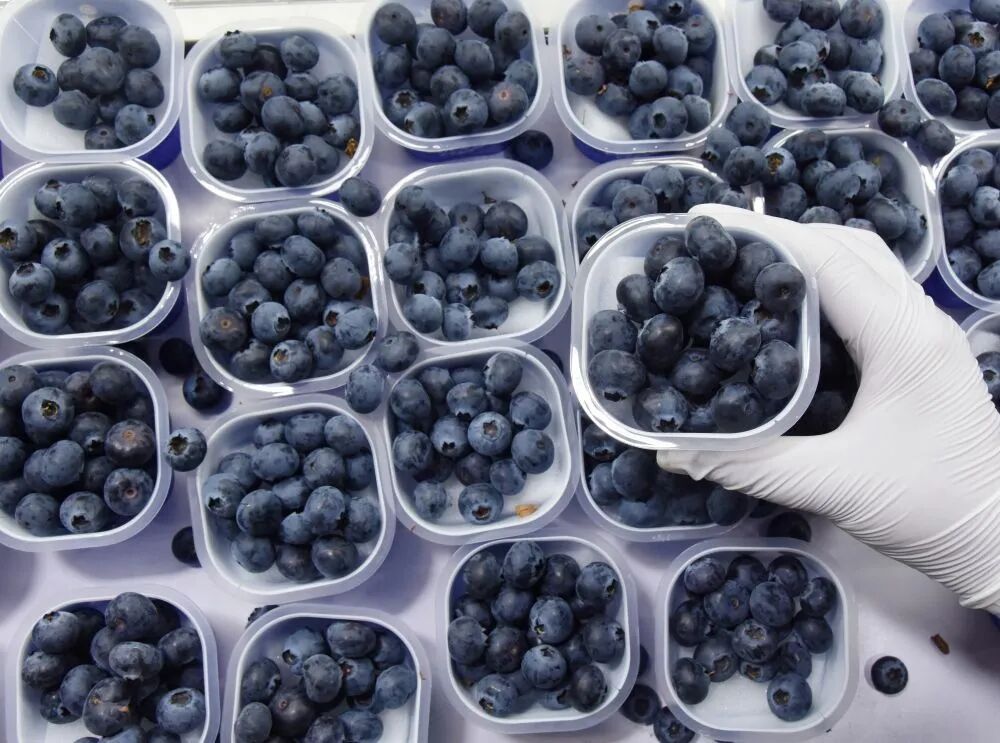 把蓝莓价格打下来的，是啥？