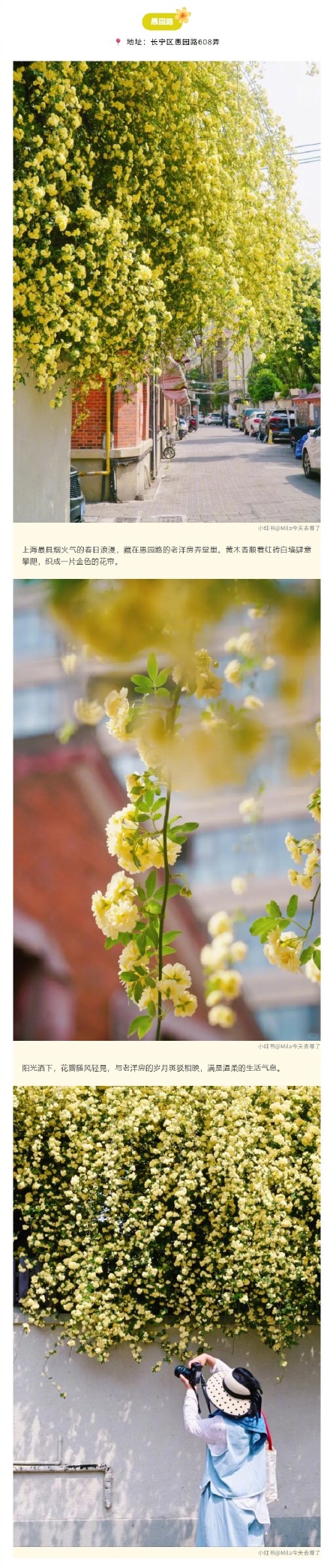 金色花瀑上线！上海的黄木香开得太治愈了