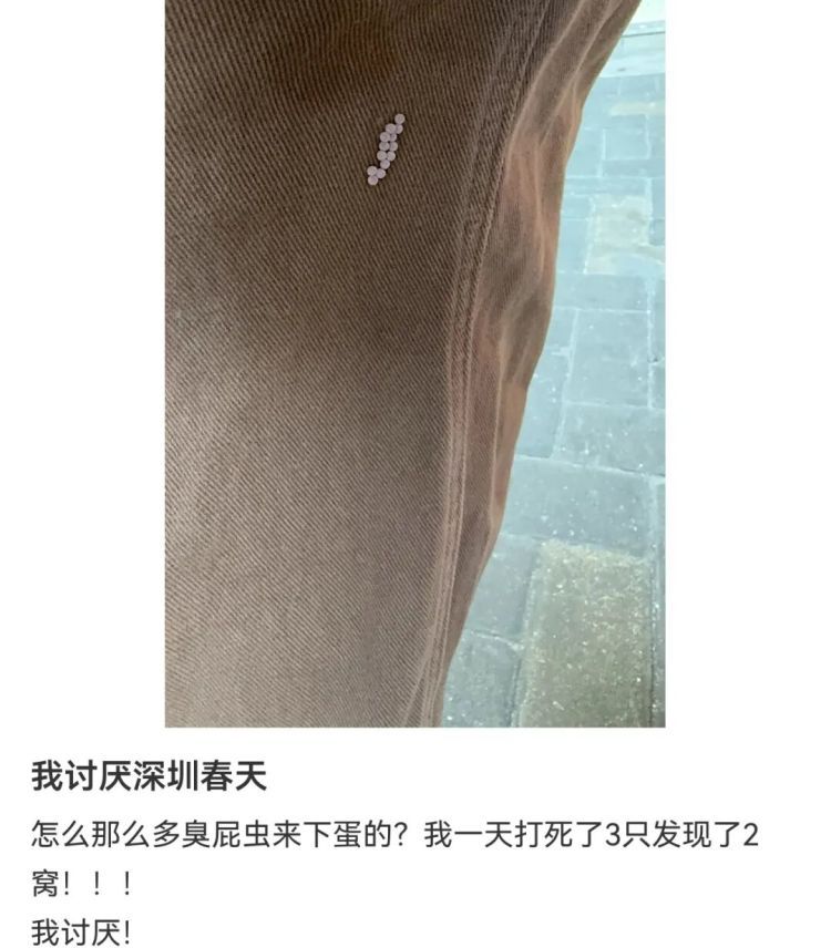 快检查自家阳台！有人家里已大量出现，官方提醒：千万别摸