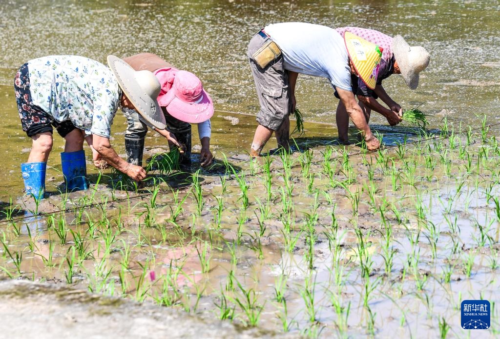 “巴渝粮仓”春日农耕美如画