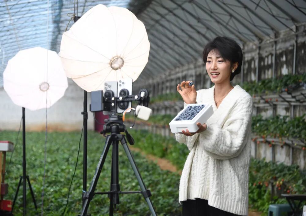 把蓝莓价格打下来的，是啥？