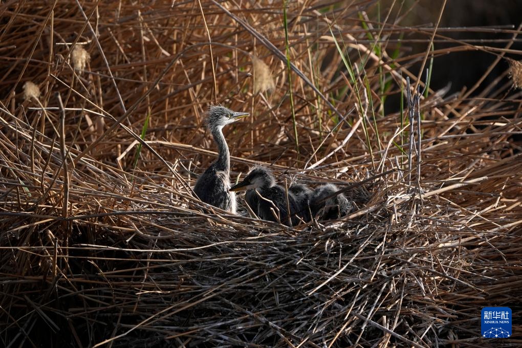 沙水世界 候鸟蹁跹
