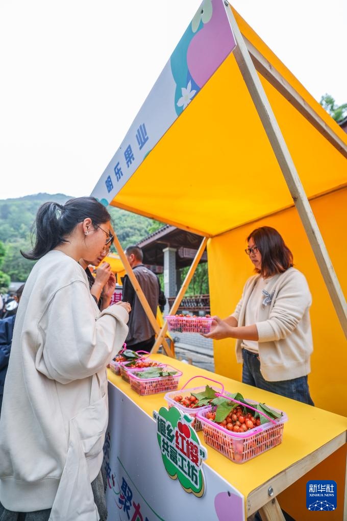 美丽乡村开启春季樱桃采摘季