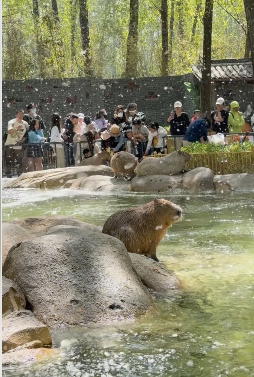 北野水豚“吃飞絮”上热搜！全网心疼，真相却让人哭笑不得