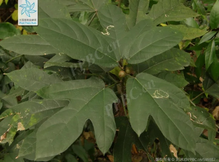 极为相似，3克就能致死！在家做“莫氏鸡煲”，这个原料千万别弄错