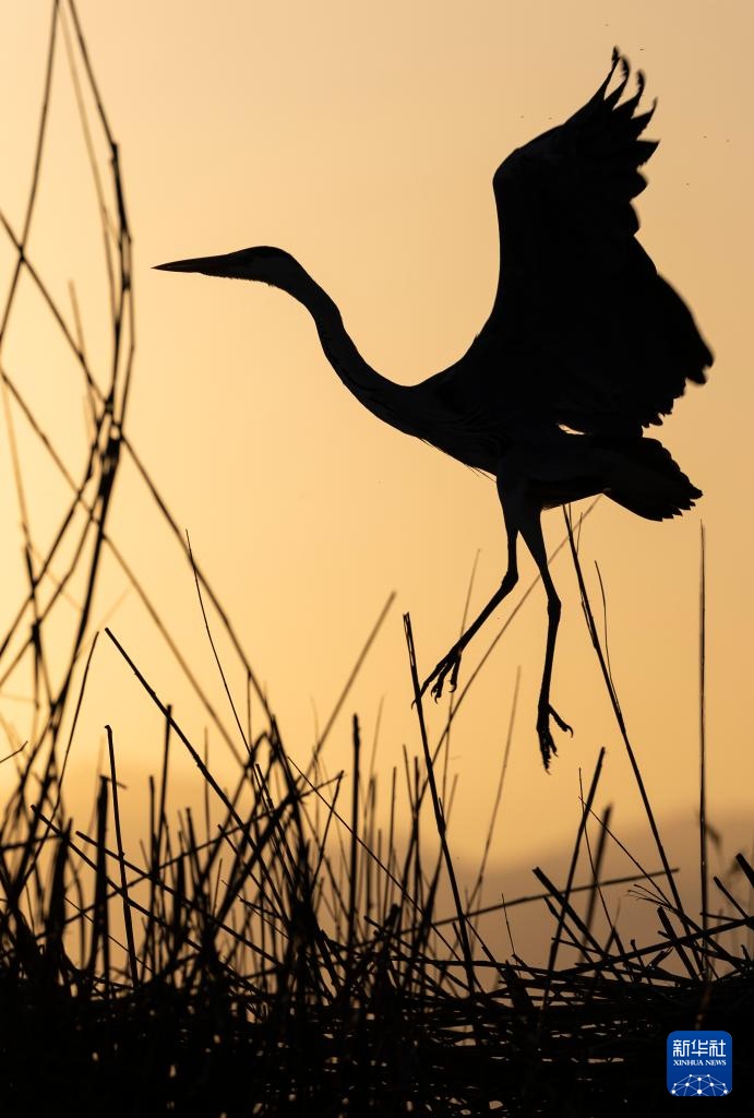 沙水世界 候鸟蹁跹