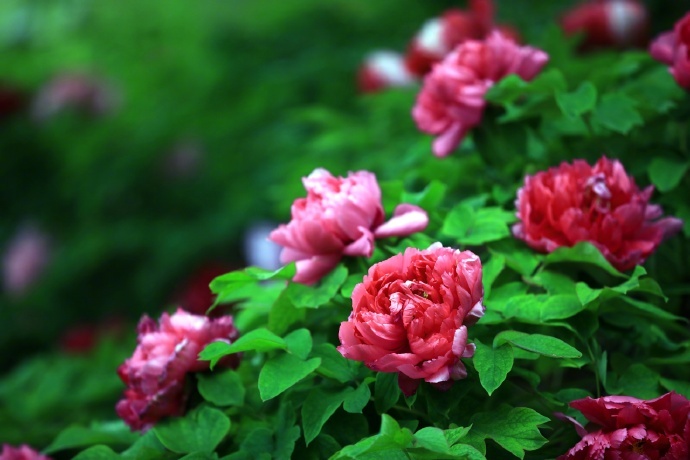 姹紫嫣红！特写镜头看牡丹绽放