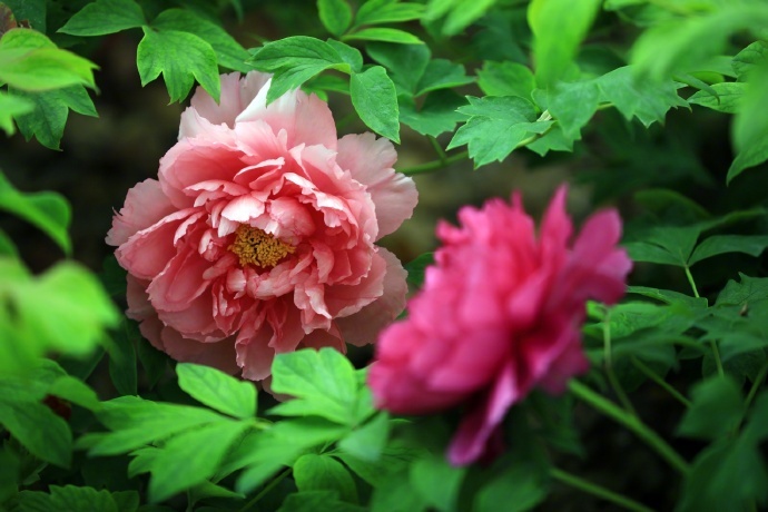 姹紫嫣红！特写镜头看牡丹绽放