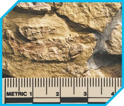 人类的祖先究竟是猿还是鱼？院士科普→