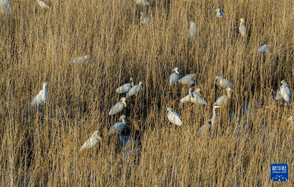 黑龙江七星河国家级自然保护区白琵鹭数量创新高