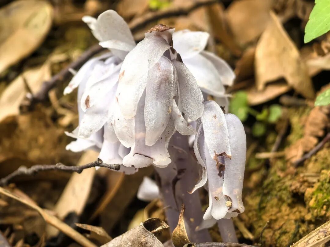 罕见！福州再次发现“透明花”！