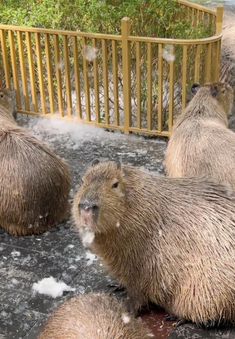 北野水豚“吃飞絮”上热搜！全网心疼，真相却让人哭笑不得