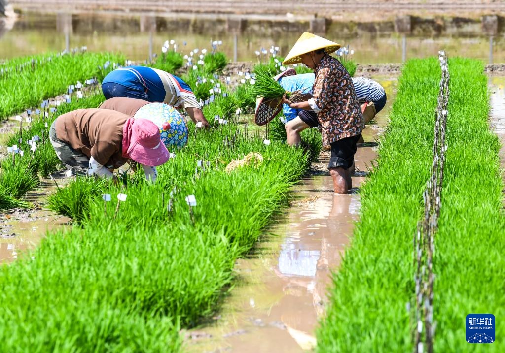 “巴渝粮仓”春日农耕美如画