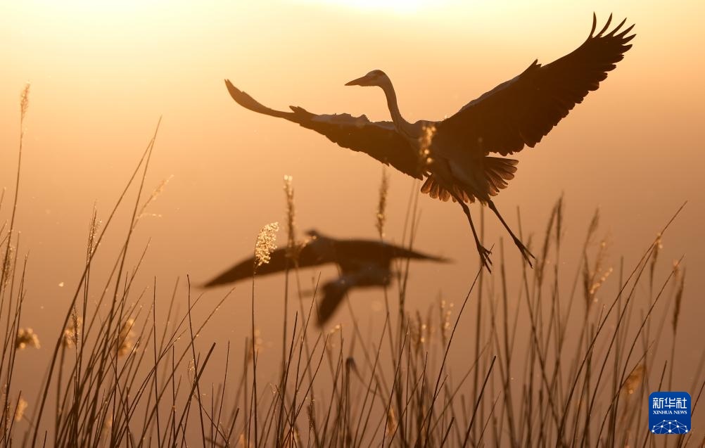 沙水世界 候鸟蹁跹