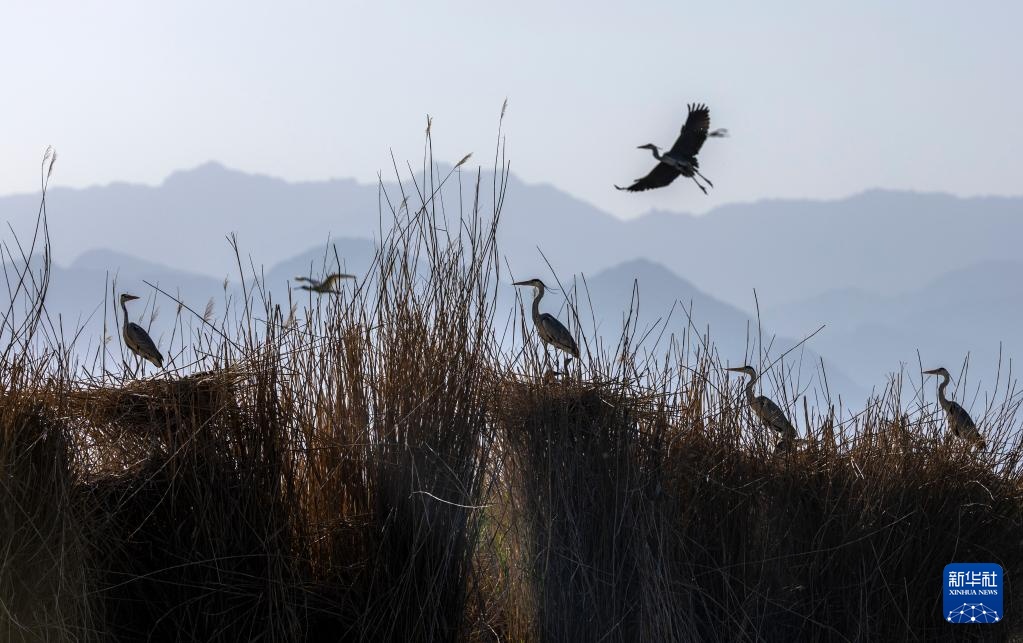 沙水世界 候鸟蹁跹