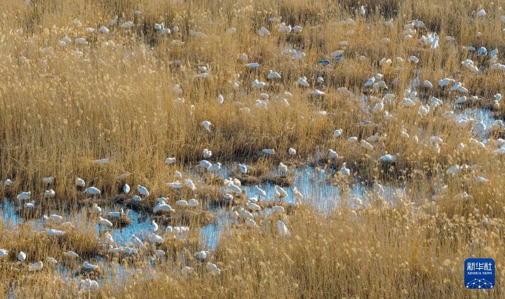 黑龙江七星河国家级自然保护区白琵鹭数量创新高