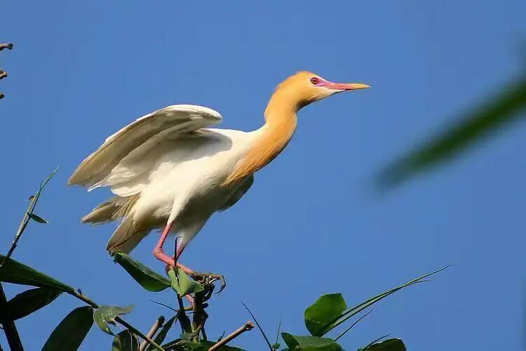 国家“三有”保护动物牛背鹭，成功获救！