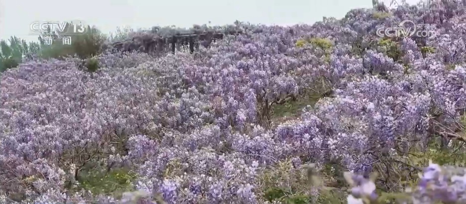 特色春日滋味擦亮地域名片 “美食+文旅”成为引领消费新亮点